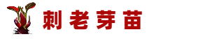 红刺老芽苗