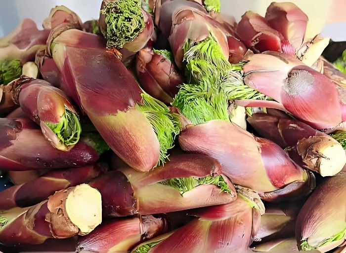 红次嫩芽菜采收