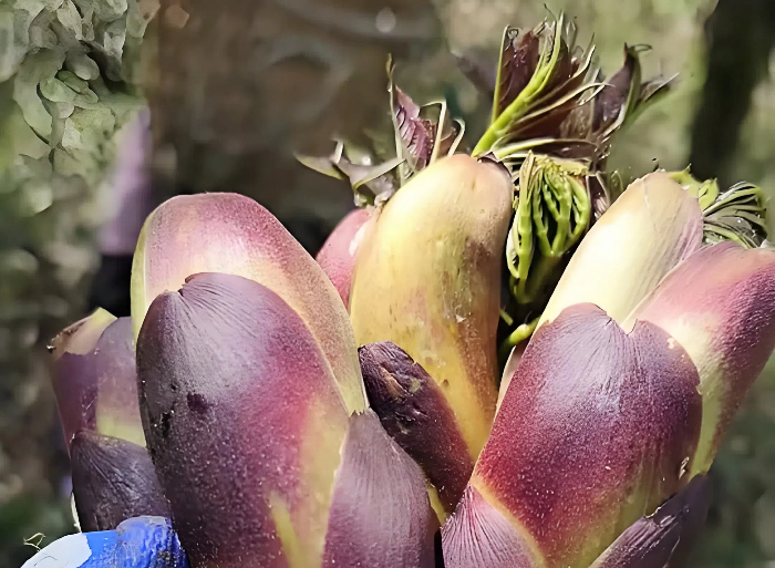 大雪山刺龙芽野菜