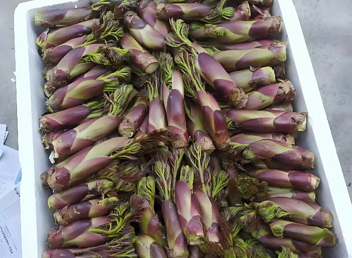 大炉厂红刺老芽采摘