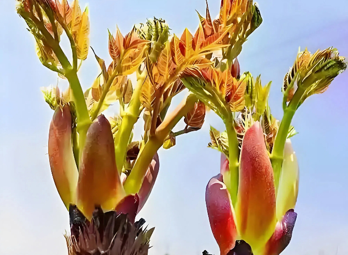 春季头批刺嫩芽采摘